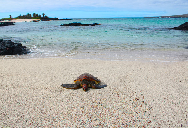 Engage in turtle conservation activities and play a role in protecting these magnificent creatures