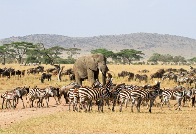 Explore unforgettable Tanzania safari experiences—from Serengeti safaris and the Great Migration to Ngorongoro Crater and Ruaha adventures.