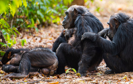 A Traveler’s Guide to Visiting Gombe National Park: Experience the Wild Side of Tanzania