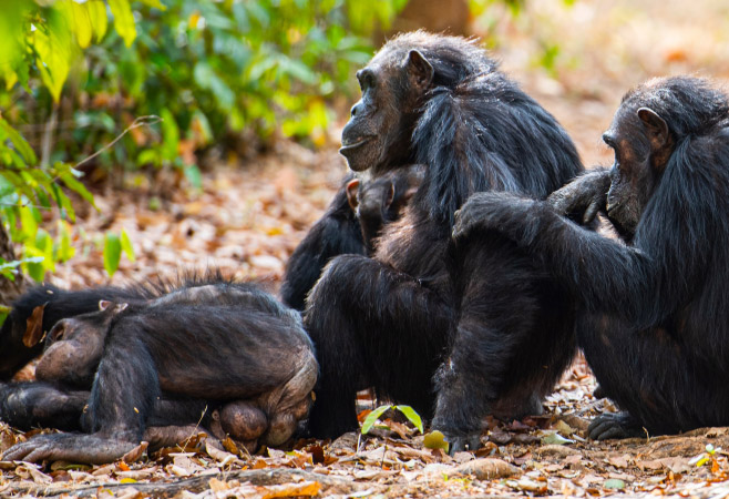 The best time to visit Gombe National Park is during the dry season, from June to October , when the weather is mild and chimpanzee sightings are most likely.