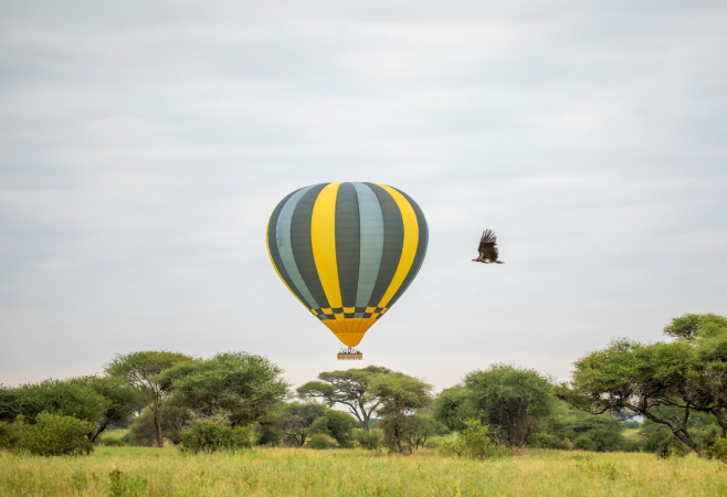 During this time, you’ll get an idea of just how vast the landscape is, and have the opportunity to spot all sorts of game from your unique vantage point During this time, you’ll get an idea of just how vast the landscape is, and have the opportunity to spot all sorts of game from your unique vantage point