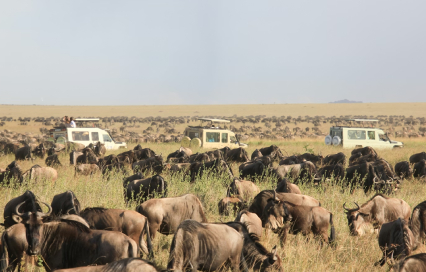 Planning the Perfect Tanzania Safari Trip in 2026: Parks, Wildlife & Travel Tips